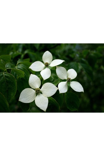 Дерен Коуза китайський квіти